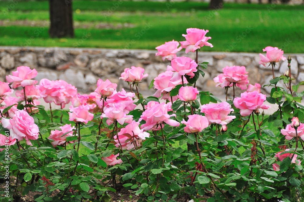 Roses de couleur rose dans le jardin du monastère de Cimiez, Nice, France Roses de couleur rose dans le jardin du monastère de Cimiez, Nice, France