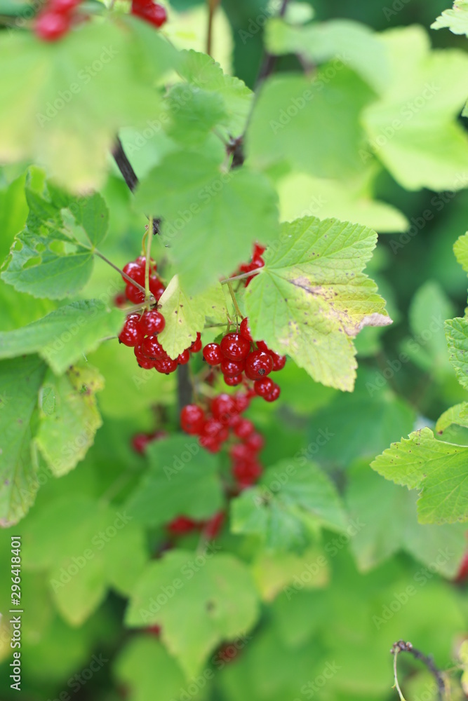 A branch of currant with bunches of red ripe berries A branch of currant with bunches of red ripe berries