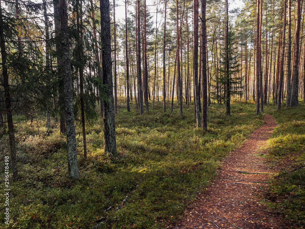 Small brown path in a pine forest, Nobody, Calm and tranquil atmosphere. Baltic region, Jurmala, Latvia. Small brown path in a pine forest, Nobody, Calm and tranquil atmosphere. Baltic region, Jurmala, Latvia.