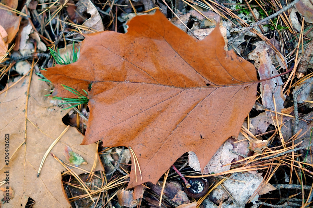 a brown autumn leaf on the ground of a forest