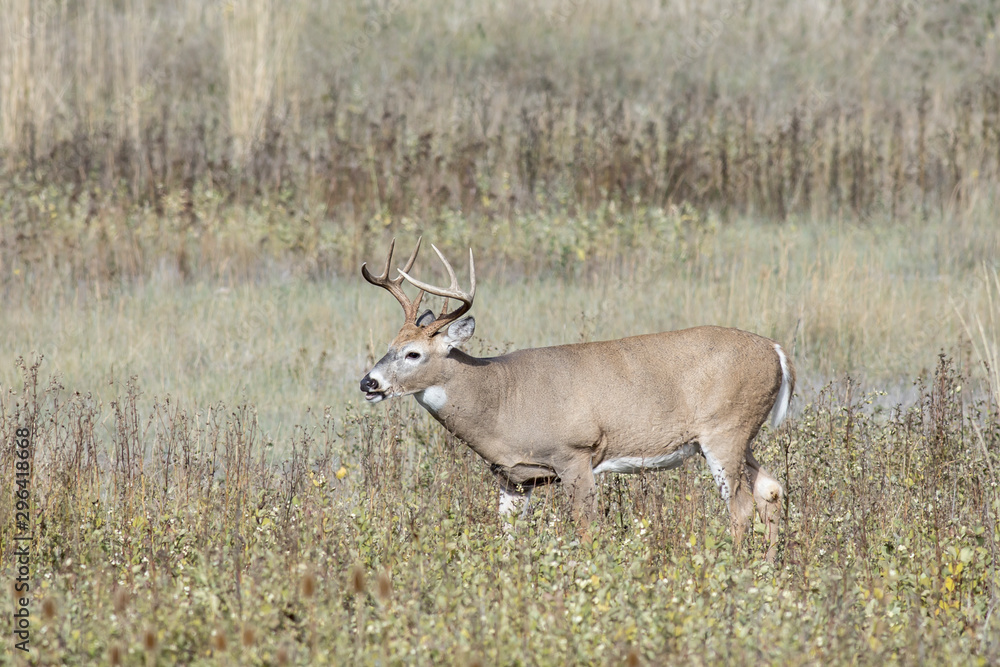 White tail buck grazes in a field in Montana. White tail buck grazes in a field in Montana.