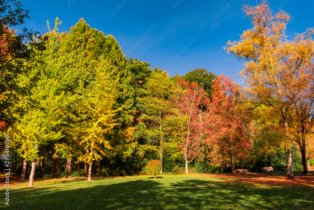 autumn landscape with golden trees  in a city park
