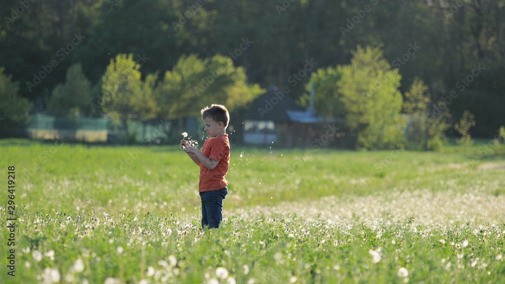 Child walking in blossom dandelion field, boy playing in sunset light Child walking in blossom dandelion field, boy playing in sunset light