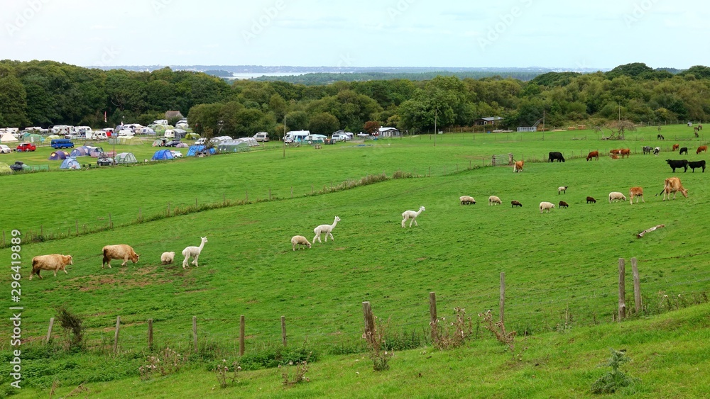 countryside scene with sheep, llamas and cows in a farm field, campsite tents in background and river in distance