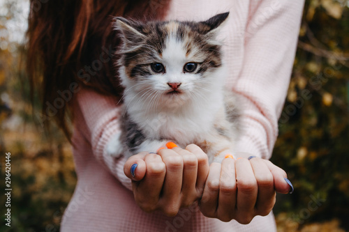 Kitten sitting on hands closeup looking at the camera photo