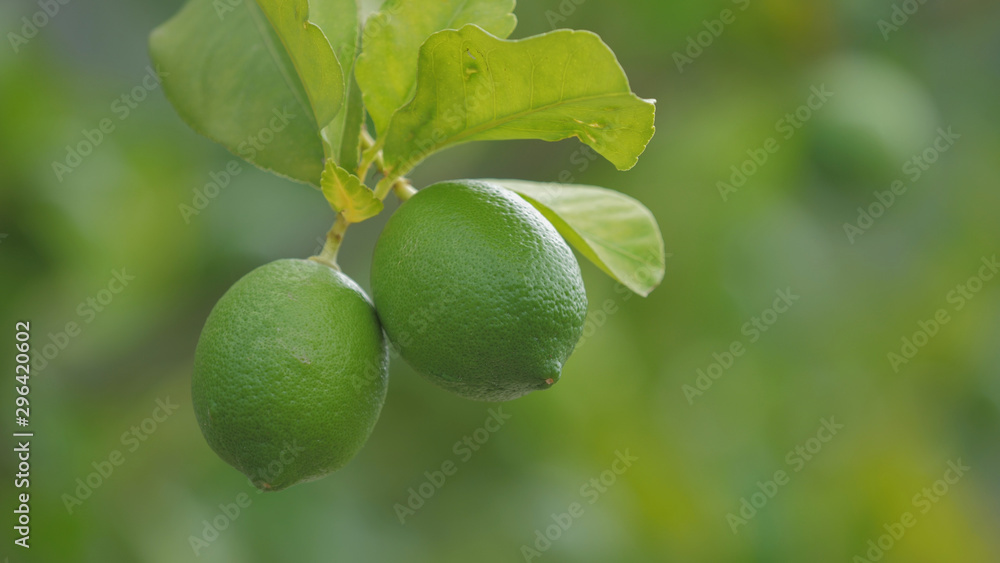 Couple of two green, young and fresh lemons on tree branch, blur background