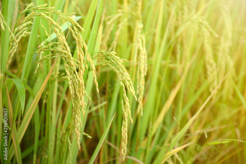 Ear of rice in paddy rice field. Selective focus.