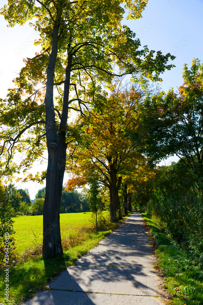 Naklejka premium Colorful autumn Trees in the Landscape of the central Bohemia, Czech Republic