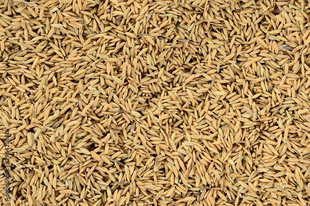 Pile of paddy rice and and rice seed closeup for background.
