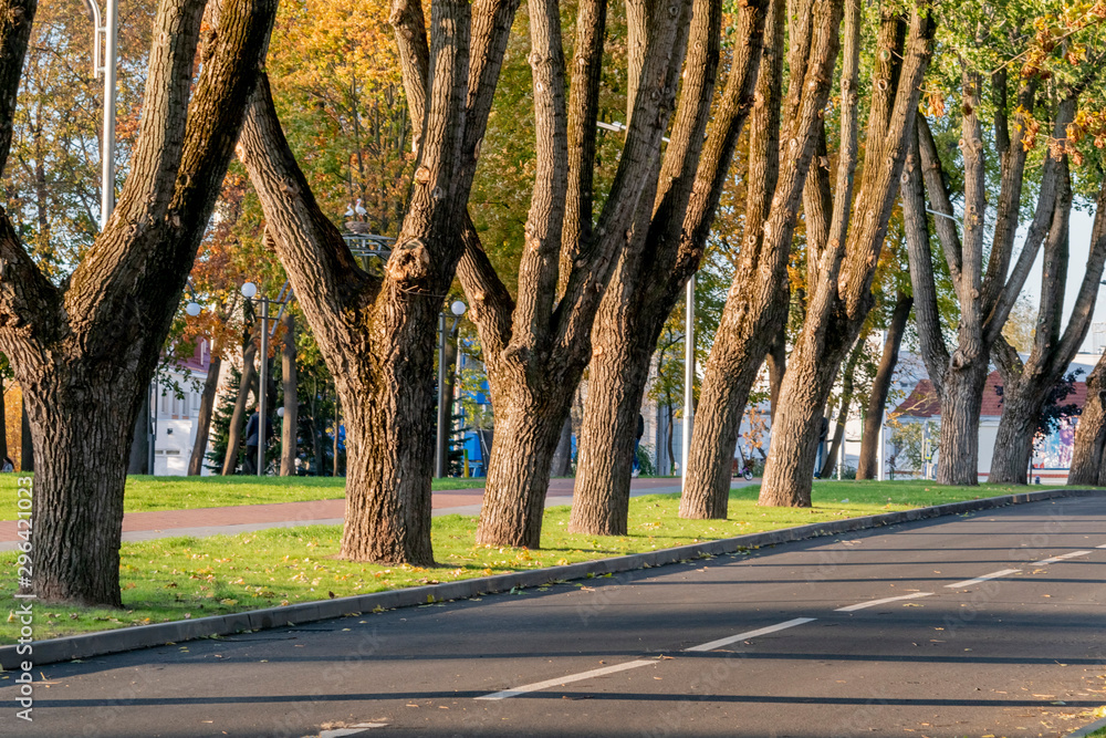 Naklejka premium Trees along the road in the city Park