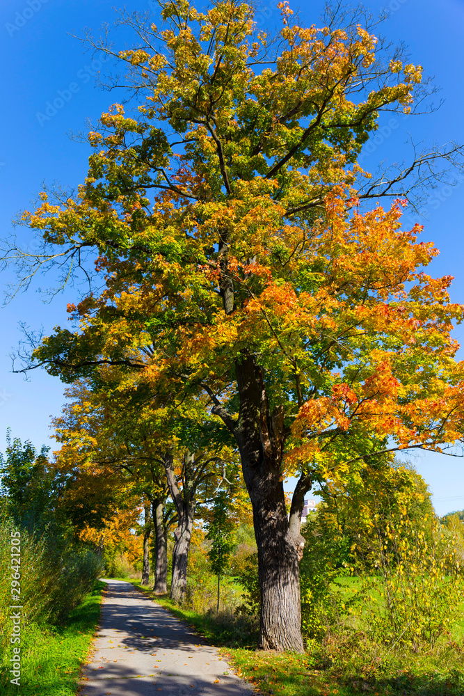 Naklejka premium Colorful autumn Trees in the Landscape of the central Bohemia, Czech Republic