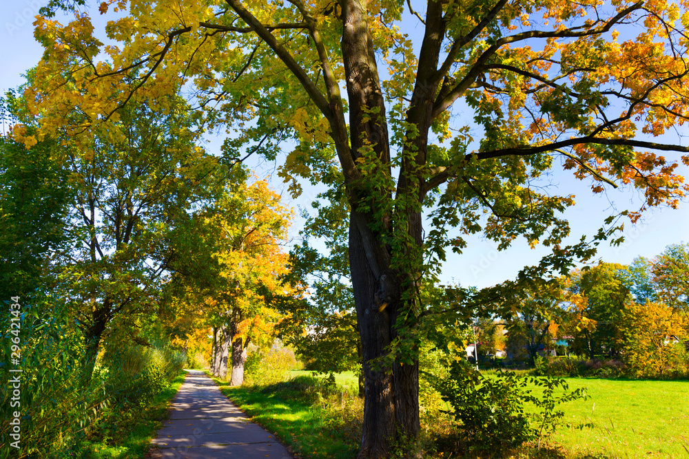 Fototapeta premium Colorful autumn Trees in the Landscape of the central Bohemia, Czech Republic