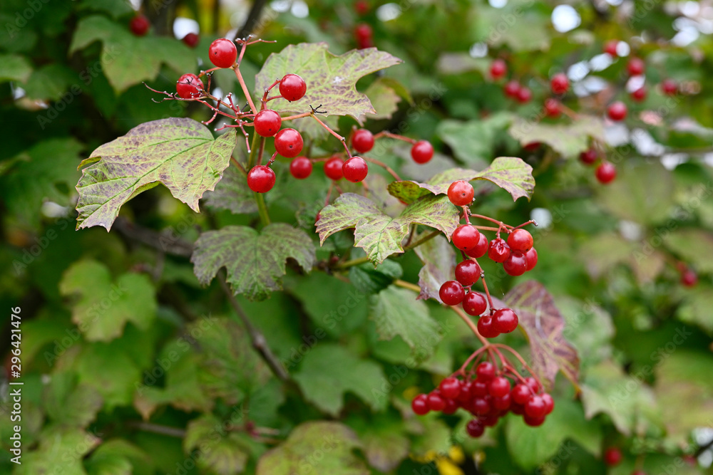 Viburnum - red round fruits and green leaves.