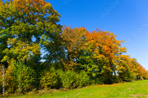 Colorful autumn Trees in the Landscape of the central Bohemia, Czech Republic