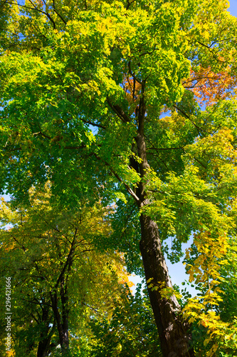 Fototapeta Naklejka Na Ścianę i Meble -  Colorful autumn Trees in the Landscape of the central Bohemia, Czech Republic