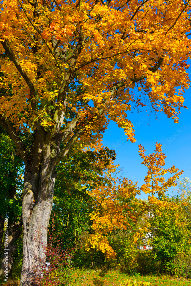 Naklejka premium Colorful autumn Trees in the Landscape of the central Bohemia, Czech Republic