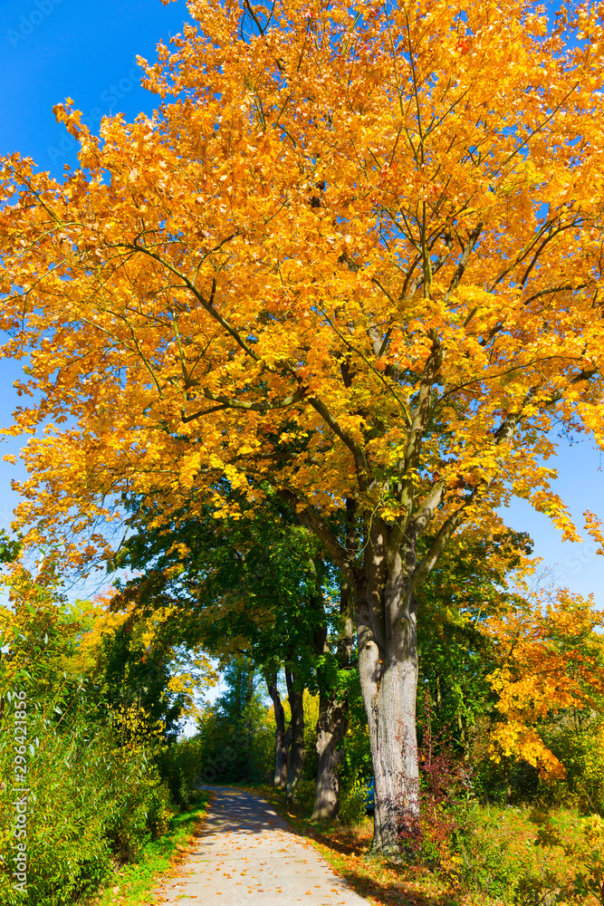 Naklejka premium Colorful autumn Trees in the Landscape of the central Bohemia, Czech Republic