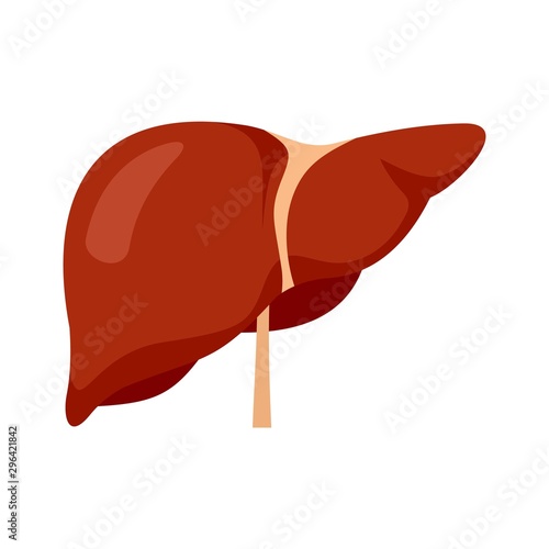 Human liver icon. Flat illustration of human liver vector icon for web design photo