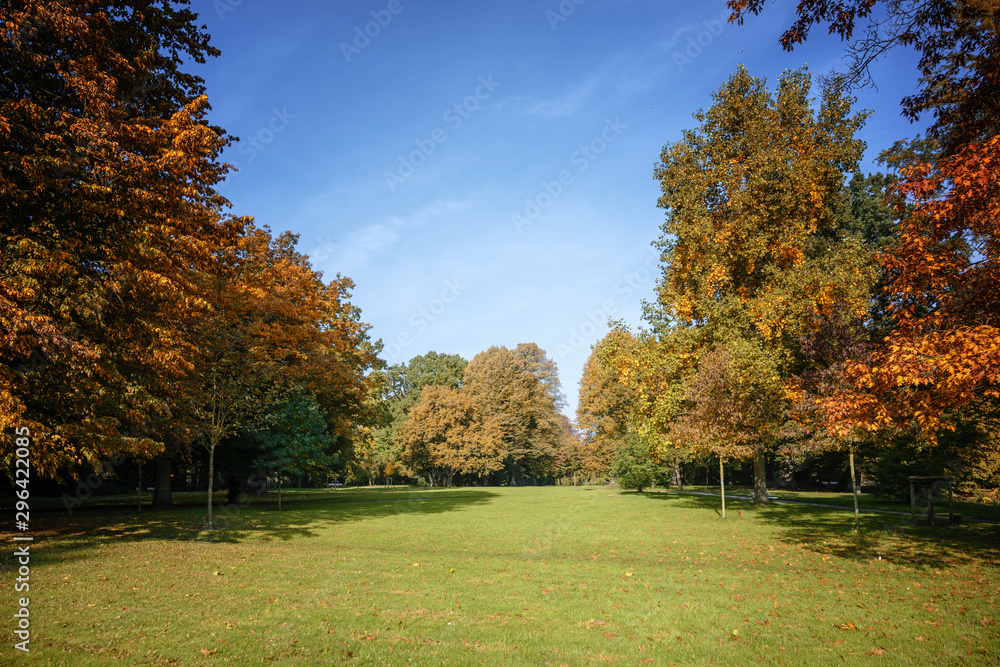 various beautiful autumn trees with colorful leaves in an old park, seasonal nature background with copy space