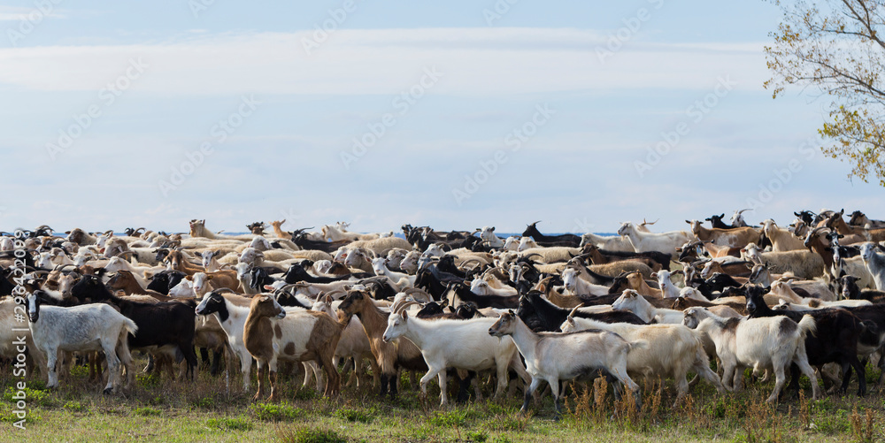 Fototapeta premium A herd of goats and sheep. Animals graze in the meadow. Pastures of Europe.