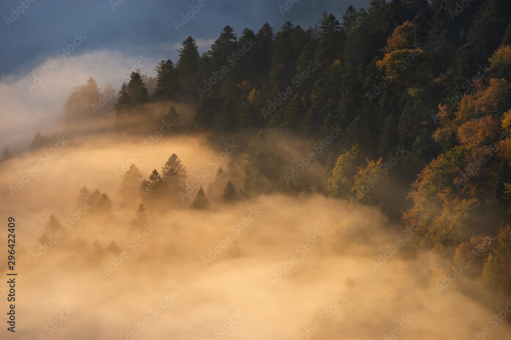 Fototapeta premium Trees in fog