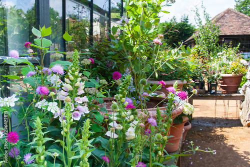 Gärtnerei mit Gewächshaus, Fingerhut, Blumen und Stauden im Terrakotta Pflanztopf im Frühjahr, Petersham Nurseries, Richmond upon Thames, London, UK
