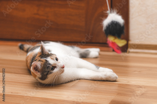 Cute colorful kitten lying on the floor and looking at the toy