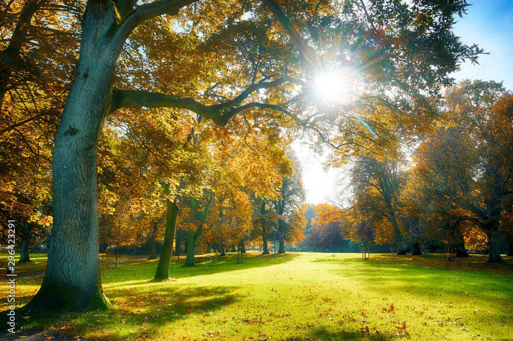 sun is shining through beautiful old trees with colorful autumn leaves in an old park, seasonal nature background