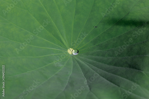 perle d eau sur fleur de n  nuphar