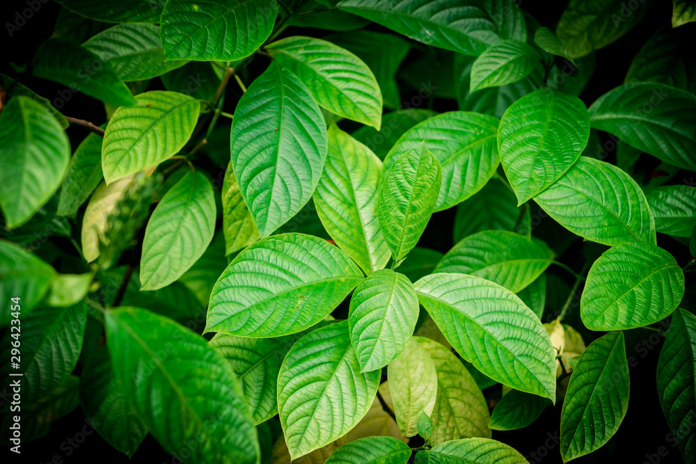 Rainforest with flowers and plants. Green leaves Rainforest with flowers and plants. Green leaves