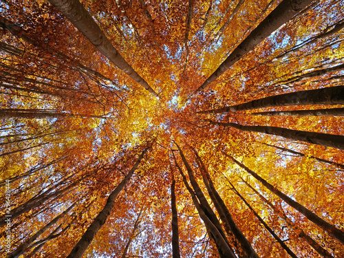 Wide-angle up-view of colorful autumn trees in the forest