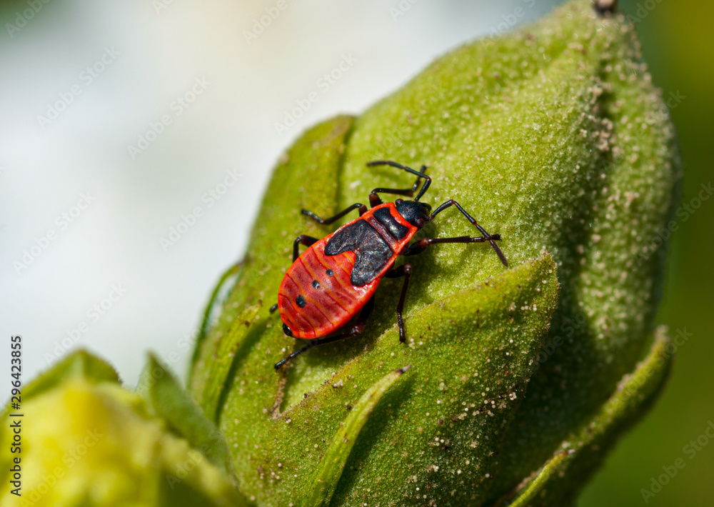 Naklejka premium Small insects fly