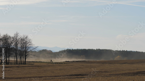 Shepard and his herd far away walk in a cloud of dust, rural landscape