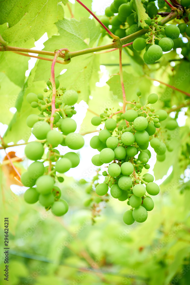 Ripe grapes on branch with leaves in wine region Ripe grapes on branch with leaves in wine region