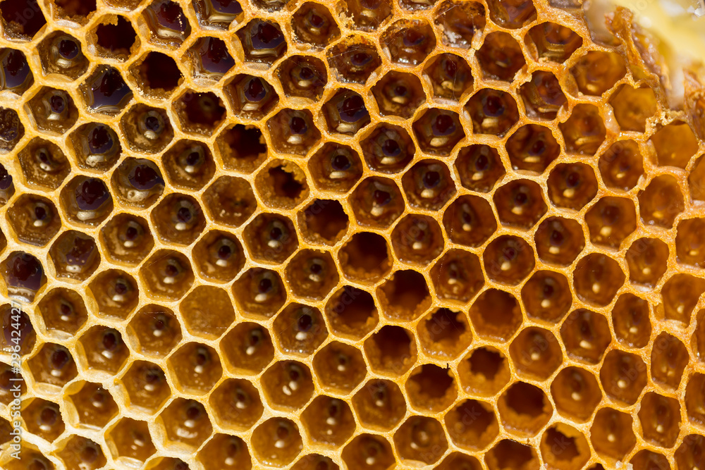 Beekeeping, honeycombs with honey. Dietary, therapeutic product. Beekeeping, honeycombs with honey. Dietary, therapeutic product.