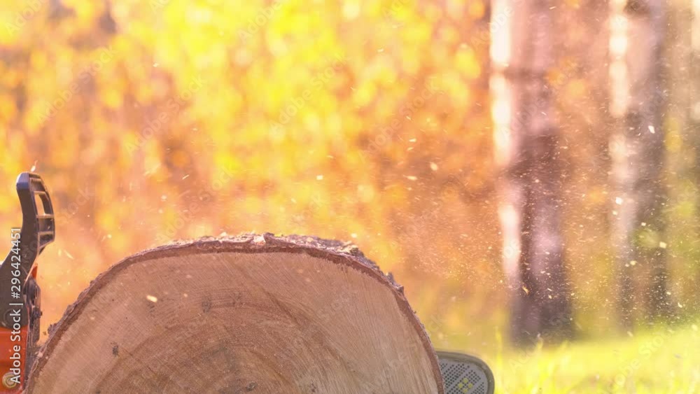 Chain saw cuts tree in forest for further processing of wood Chain saw cuts tree in forest for further processing of wood