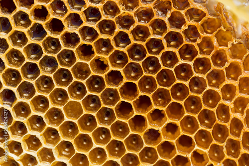Beekeeping  honeycombs with honey. Dietary  therapeutic product.