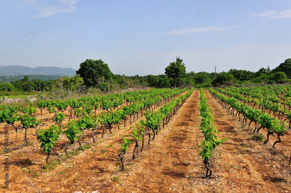 Vignes et vignoble en Ardèche, région Auvergne-Rhône-Alpes, France