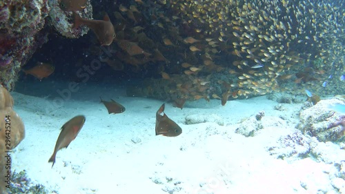 Brown-marbled grouper hidden under underwater cornice, 4K stock video footage photo