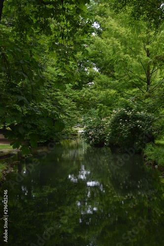 river in the forest