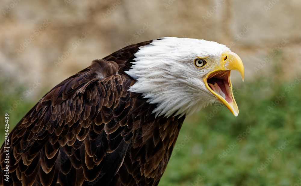 Fototapeta premium aigle