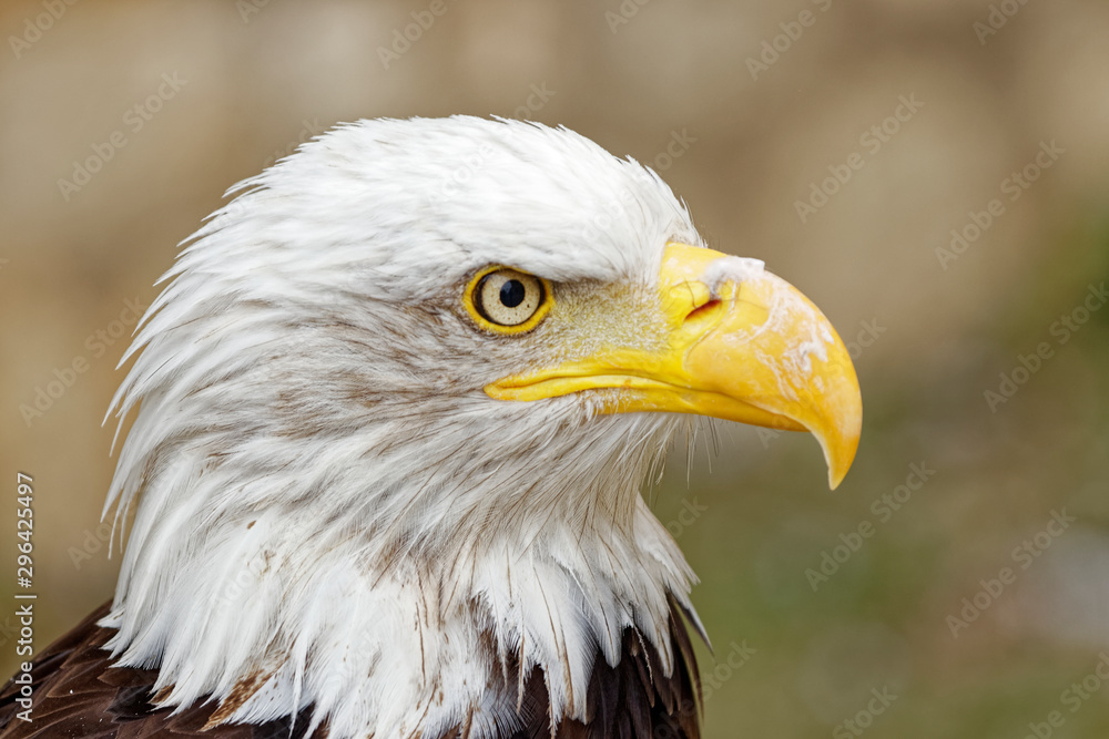 Fototapeta premium aigle