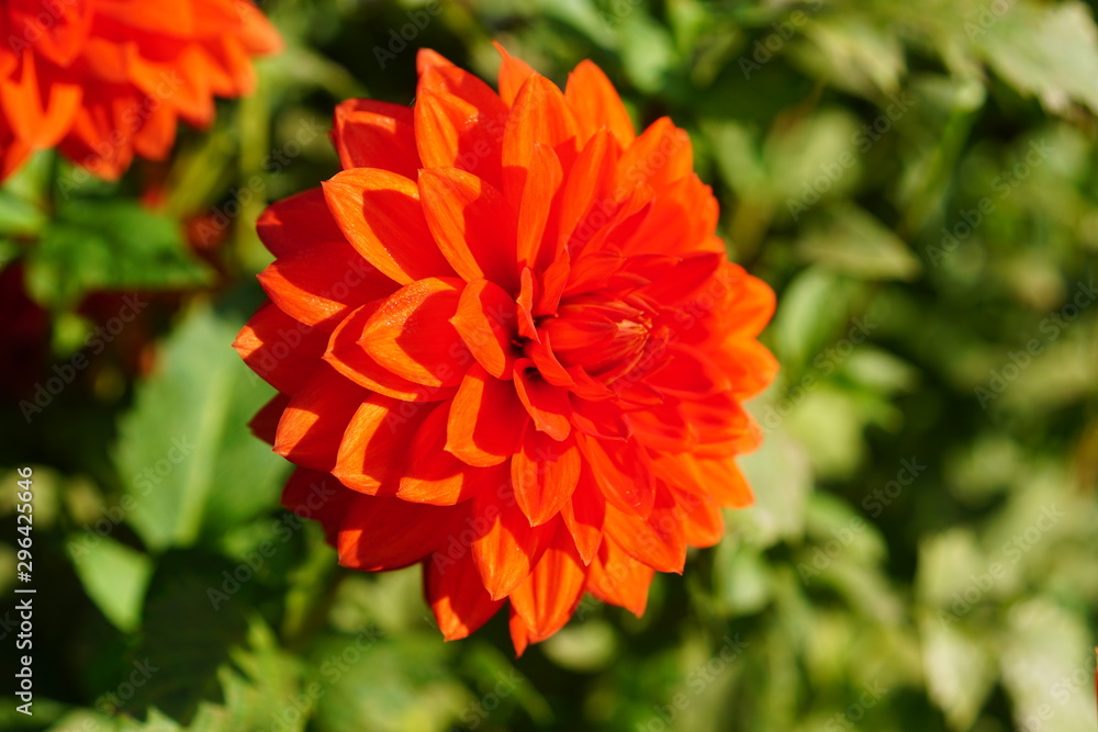 red flower in garden red flower in garden