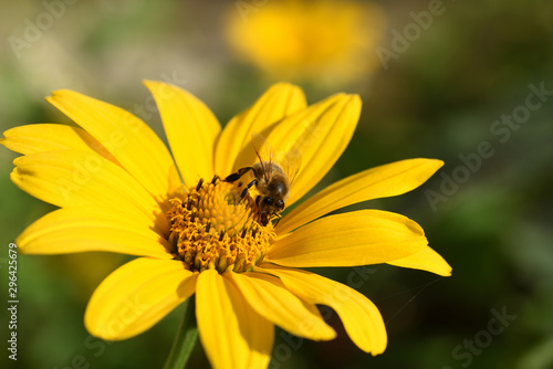 bee on yellow flower