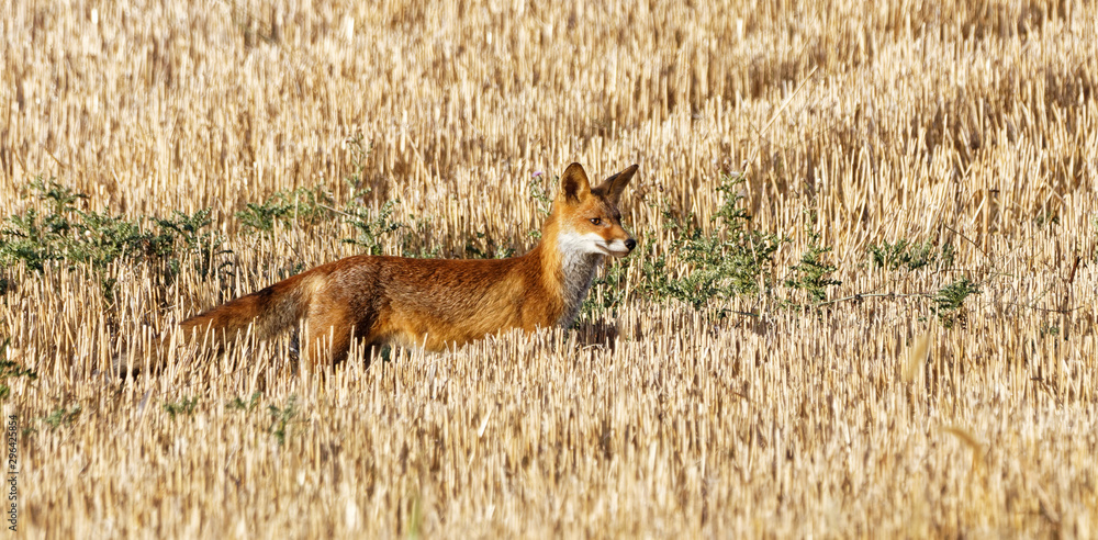 Naklejka premium renard