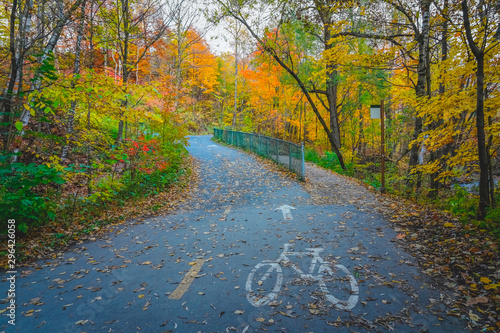 Bicycle lane sign on asphalt road with trees and colorful leaves in autumn park