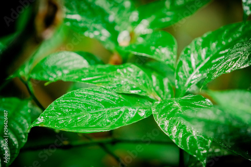tropical green leaf. tropical rainforest photo