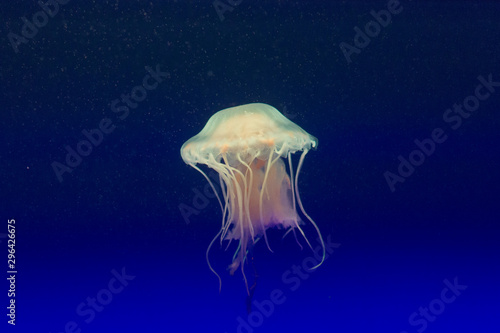 jellyfish in water