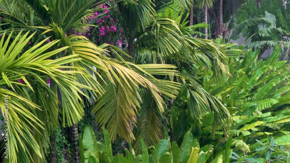 Tropical rain, rainstorm or thunderstorm raining in a green jungle environment with palm trees. Shot with location sound. Tropical rain, rainstorm or thunderstorm raining in a green jungle environment with palm trees. Shot with location sound.