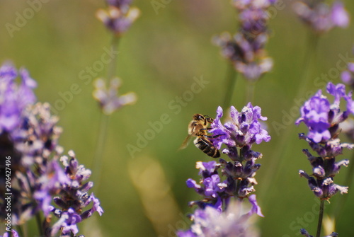 Fototapeta Naklejka Na Ścianę i Meble -  Gros plan de Lavande et abeille butinant, Alpes Maritimes, France